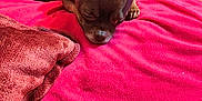 Coco joined the competition — help win amazing prizes! arm, blanket, brown_dog, couch, cozy, cup, dog, fabric, fur, home, indoor, living_room, person, pet, pillow, pink_blanket, resting, sleepy, snack_bag, table