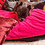 arm, blanket, brown_dog, couch, cozy, cup, dog, fabric, fur, home, indoor, living_room, person, pet, pillow, pink_blanket, resting, sleepy, snack_bag, table