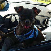 Coco is registered to the contest to win money with this photo: animal, brown_dog, car_interior, car_seat, companion, cute, daylight, dog, harness, pet, playful, resting, road, shadow, small_dog, sunlight, tongue_out, travel, vehicle, window