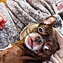 Coco joined the competition — help win amazing prizes! animal, blanket, bottle, brown_dog, close_up, companion, cozy, cute, dog, dr_pepper, drink, expression, fur, hand, indoor, pet, plastic_bottle, portrait, relaxed, wide_eyes