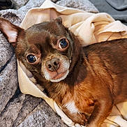 Coco is registered to the contest to win money with this photo: animal, blanket, brown_dog, canine, comfort, cozy, cute, dog, eyes, face, fur, indoor, nose, paw, pet, portrait, relaxation, resting, snug, soft