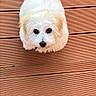 puppy, dog, white_fur, fluffy, small_dog, pet, animal, outdoor, wooden_deck, decking, sunlight, portrait, looking_up, tail, black_nose, dark_eyes, cute, adorable, top_down_view, photography