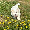 dog, puppy, white_dog, fluffy, outdoors, grass, dandelions, flowers, meadow, garden, sunlight, running, playing, happy, open_mouth, portrait, pet, animal, nature, bokeh