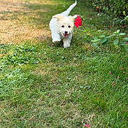 Nano a rejoint le concours — aidez-le/la à gagner de superbes lots ! puppy, dog, white_dog, small_dog, running, outdoors, garden, grass, flowers, red_flowers, greenery, bushes, nature, sunlight, happy, playful, open_mouth, tongue, tail_up, action_photo