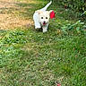 puppy, dog, white_dog, small_dog, running, outdoors, garden, grass, flowers, red_flowers, greenery, bushes, nature, sunlight, happy, playful, open_mouth, tongue, tail_up, action_photo