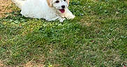 Nano a rejoint le concours — aidez-le/la à gagner de superbes lots ! puppy, dog, pet, canine, white_fur, fluffy, lying_down, tongue_out, happy, playful, grass, lawn, garden, outdoor, flower, garden_path, nature, animal, portrait, adorable