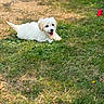 puppy, dog, pet, canine, white_fur, fluffy, lying_down, tongue_out, happy, playful, grass, lawn, garden, outdoor, flower, garden_path, nature, animal, portrait, adorable