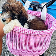 Lilly joined the competition — help win amazing prizes! puppy, dog, basket, bicycle, pink, fur, outdoor, pet, curly_fur, handlebars, person, blue_clothing, cute, animal, resting, weave, small_dog, transport, closeup, relaxed