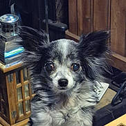 Poppy joined the competition — help win amazing prizes! animal, background, black_and_white, close_up, curious, decor, dog, ears, eyes, face, fluffy, indoor, lantern, paws, pet, small_dog, standing, table, trinkets, wooden_furniture