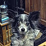 animal, background, black_and_white, close_up, curious, decor, dog, ears, eyes, face, fluffy, indoor, lantern, paws, pet, small_dog, standing, table, trinkets, wooden_furniture