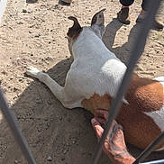 Asko a rejoint le concours — aidez-le/la à gagner de superbes lots ! dog, canine, white_dog, brown_patches, lying_down, relaxed, belly_rub, petting, animal, outdoor, dirt, sand, fence, metal_bars, human_hand, tattoo, legs, shoes, sunlight, grass