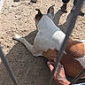 dog, canine, white_dog, brown_patches, lying_down, relaxed, belly_rub, petting, animal, outdoor, dirt, sand, fence, metal_bars, human_hand, tattoo, legs, shoes, sunlight, grass