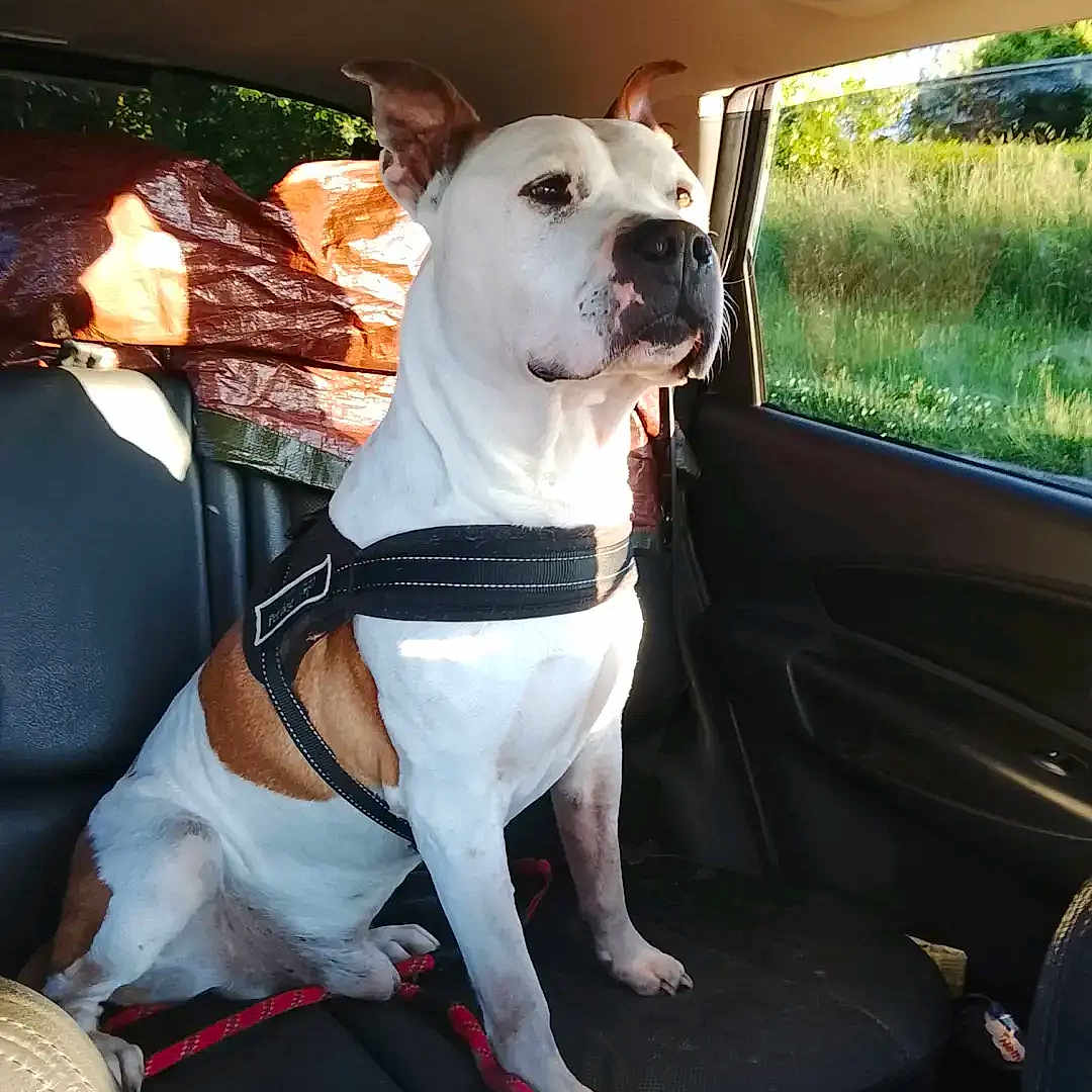 Asko a rejoint le concours — aidez-le/la à gagner de superbes lots ! dog, canine, pet, white_dog, brown_patches, harness, car, vehicle, back_seat, road_trip, sitting, portrait, outdoors, grass, greenery, window, sunlight, serious_expression, leash, animal