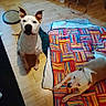 Asko participe au concours pour gagner de l'argent avec cette photo : dog, dogs, pet, indoor, home, floor, blanket, bed, colorful, striped, sitting, lying_down, relaxed, alert, white_dog, brown_markings, animal, portrait, cozy, household