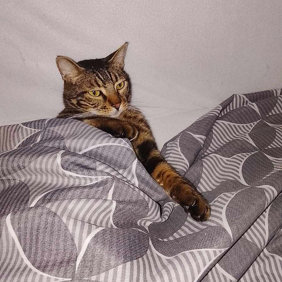 Couscous a rejoint le concours — aidez-le/la à gagner de superbes lots ! cat, tabby_cat, feline, pet, animal, bed, blanket, bedding, bedroom, indoors, cozy, sleeping, lounging, sitting, paw, whiskers, ears, yellow_eyes, patterned_fabric, portrait