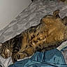 Couscous participe au concours pour gagner de l'argent avec cette photo : cat, cats, tabby, sleeping, relaxed, cuddling, bed, bedroom, blanket, bedding, indoors, pet, feline, striped_fur, lying_down, resting, cozy, domestic_animal, animal_portrait, sleepy