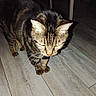 Couscous a rejoint le concours — aidez-le/la à gagner de superbes lots ! cat, tabby, striped, pet, animal, feline, whiskers, ears, fur, standing, walking, indoor, floor, wood_floor, home, flash_photography, night, portrait, close_up, date_stamp