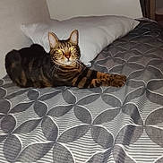Couscous participe au concours pour gagner de l'argent avec cette photo : cat, tabby_cat, striped_fur, pet, animal, feline, whiskers, ears, eyes, lying_down, relaxed, bed, bedroom, pillow, bedding, indoor, home, patterned_fabric, cozy, portrait