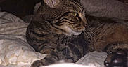 Couscous a rejoint le concours — aidez-le/la à gagner de superbes lots ! cat, tabby, feline, pet, animal, bed, bedding, indoors, bedroom, relaxed, lying_down, sleeping, whiskers, ears, fur, striped, brown, close_up, cozy, paw