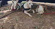 Asko Aya Brochette participe au concours pour gagner de l'argent avec cette photo : dogs, three_dogs, canine, pets, outdoor, under_car, vehicle, grass, dirt, dry_ground, harnesses, leashes, pointed_ears, white_dogs, resting, sleeping, alert, candid_photo, animal_portrait, daylight