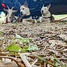 Asko Aya Brochette participe au concours pour gagner de l'argent avec cette photo : goat, dogs, animals, outdoor, under_vehicle, grass, dry_leaves, leashes, collars, sitting, lying_down, white_dog, horns, farm_animals, roadside, shade, vehicle, nature, animal_portrait, timestamp