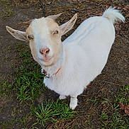 Asko Aya Brochette a rejoint le concours — aidez-le/la à gagner de superbes lots ! goat, animal, white_goat, horns, ears, beard, fluffy_fur, curled_tail, collar, outdoor, grass, dirt, leaves, nature, farm, close_up, standing, portrait, cute, alert