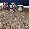 Asko Aya Brochette a rejoint le concours — aidez-le/la à gagner de superbes lots ! dogs, canines, three_dogs, pets, outdoor, resting, lying_down, leashes, collars, harnesses, white_dog, brown_dog, alert_dog, sleepy_dog, vehicle, under_car, dirt, dry_grass, trees, photograph