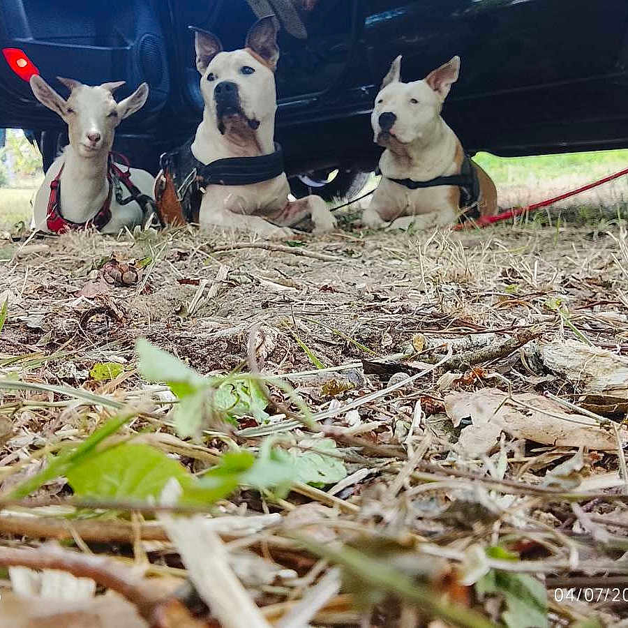 Asko Aya Brochette participe au concours pour gagner de l'argent avec cette photo : dogs, three_dogs, animals, pets, outdoors, grass, leaves, dirt, vehicle, car, under_car, lying_down, standing, alert, white_dogs, harnesses, leashes, animal_portrait, low_angle, daylight