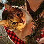 Leo is registered to the contest to win money with this photo: cat, tabby, christmas_tree, tree_branches, christmas_lights, holiday, festive, plaid, tree_skirt, indoor, curious, wide_eyes, whiskers, pet, feline, close_up, decorations, carpet, cozy, cute