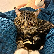 Leo joined the competition — help win amazing prizes! cat, tabby, sleeping, paws, blanket, blue, plush_toy, teddy_bear, indoor, cozy, feline, pet, fur, whiskers, relaxed, cute, animal, soft, comfort, resting