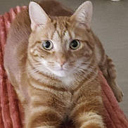 Corgi participe au concours pour gagner de l'argent avec cette photo : cat, orange_tabby, pet, indoor, blanket, fur, whiskers, animal, cute, relaxed, feline, mammal, striped, laying_down, domestic_cat, closeup, portrait, soft, cozy, pink