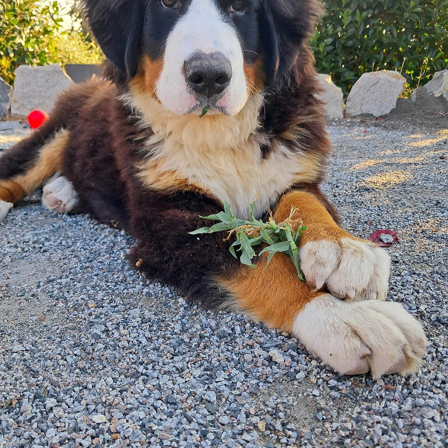 Bella participe au concours pour gagner de l'argent avec cette photo : dog, bernese_mountain_dog, puppy, animal, pet, outdoor, gravel, greenery, leaves, fur, paws, brown, black, white, tri_color, nature, sunlight, close_up, cute, relaxed