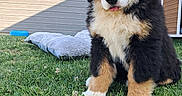 Bella participe au concours pour gagner de l'argent avec cette photo : bernese_mountain_dog, puppy, dog, grass, flower, outdoor, pet_bed, wooden_shed, tongue_out, fluffy, animal, cute, young_dog, sunlight, greenery, nature, sitting, fur, yard, daylight