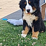 bernese_mountain_dog, puppy, dog, grass, flower, outdoor, pet_bed, wooden_shed, tongue_out, fluffy, animal, cute, young_dog, sunlight, greenery, nature, sitting, fur, yard, daylight