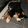 Bella participe au concours pour gagner de l'argent avec cette photo : puppy, dog, lying_down, floor, tile_floor, black_fur, brown_fur, white_fur, indoors, pet, cute, young_dog, relaxed, fur, animal, canine, front_paws, back_paws, ear, nose