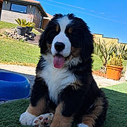 Bella participe au concours pour gagner de l'argent avec cette photo : bernese_mountain_dog, puppy, dog, grass, outdoor, sunny, tongue_out, house, blue_sky, potted_plant, pet, cute, fur, sitting, nature, garden, animal, playful, daytime, adorable