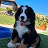 bernese_mountain_dog, puppy, dog, grass, outdoor, sunny, tongue_out, house, blue_sky, potted_plant, pet, cute, fur, sitting, nature, garden, animal, playful, daytime, adorable
