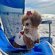 Lulu is registered to the contest to win money with this photo: dog, puppy, beach, blue_chair, curly_fur, summer, sunny, ocean, sand, cute, pet, flower_accessory, outdoor, white_dress, red_cherry_pattern, relaxing, vacation, small_dog, adorable, portrait