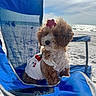 dog, puppy, beach, blue_chair, curly_fur, summer, sunny, ocean, sand, cute, pet, flower_accessory, outdoor, white_dress, red_cherry_pattern, relaxing, vacation, small_dog, adorable, portrait