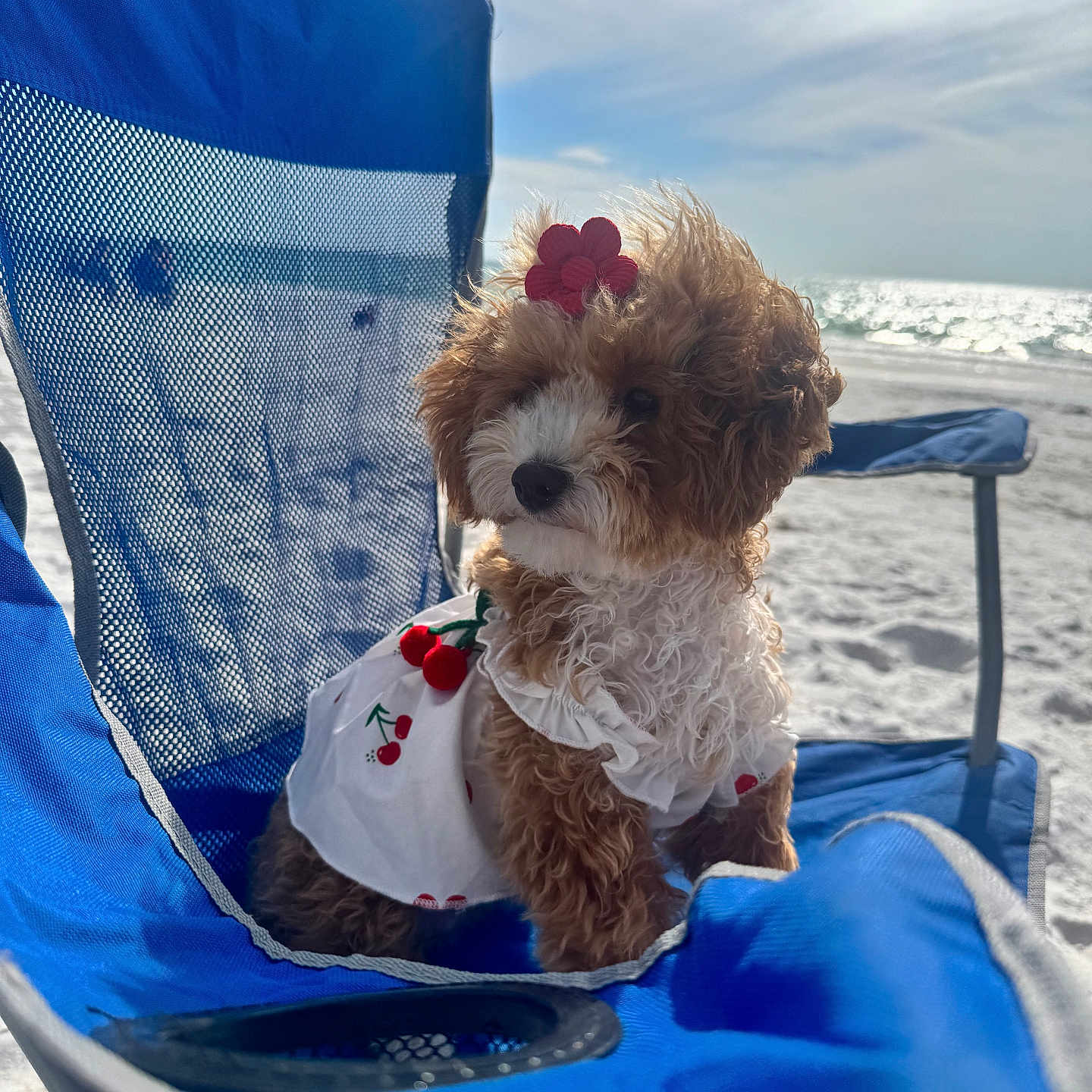 Lulu is registered to the contest to win money with this photo: dog, puppy, beach, blue_chair, curly_fur, summer, sunny, ocean, sand, cute, pet, flower_accessory, outdoor, white_dress, red_cherry_pattern, relaxing, vacation, small_dog, adorable, portrait