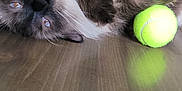 Mochi joined the competition — help win amazing prizes! cat, fluffy, indoor, floor, tennis_ball, playful, pet, animal, feline, brown, white, tongue, closeup, relaxed, home, wooden_floor, domestic, fur, cute, lying_down