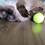 cat, fluffy, indoor, floor, tennis_ball, playful, pet, animal, feline, brown, white, tongue, closeup, relaxed, home, wooden_floor, domestic, fur, cute, lying_down