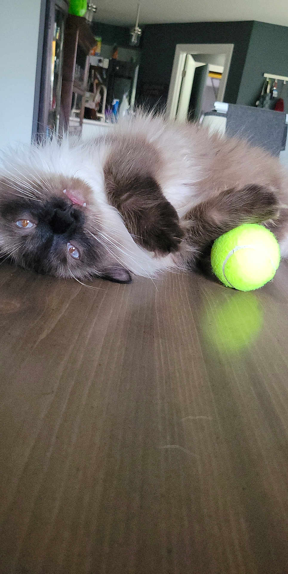 Mochi