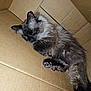 Mochi joined the competition — help win amazing prizes! cat, sleeping, cardboard_box, fluffy, pet, fur, indoor, cozy, resting, whiskers, paw, tail, animal, cute, relaxed, mammal, feline, domestic_animal, closeup, quiet