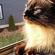 Mochi is registered to the contest to win money with this photo: cat, fluffy, window, windowsill, sunlight, screen, outdoor, pet, animal, fur, whiskers, ears, paws, daylight, close_up, domestic_animal, looking_outside, relaxed, indoor, nature