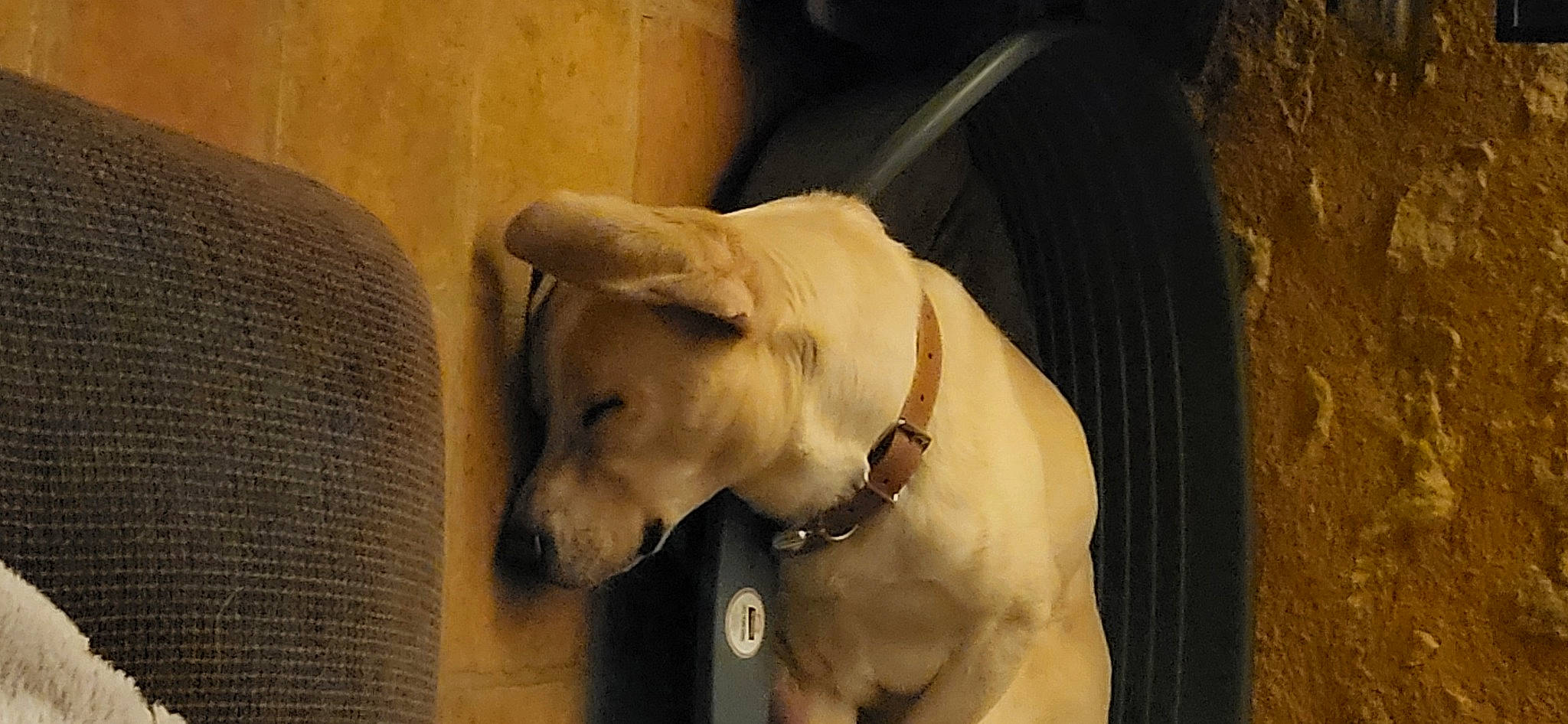 Ulysse a rejoint le concours — aidez-le/la à gagner de superbes lots ! canidae, carnivore, collar, companion_dog, dog, dog_breed, dog_collar, dog_supply, fawn, fur, gun_dog, non_sporting_group, pet_supply, retriever, snout, sporting_group, terrestrial_animal, whiskers, wood, working_animal