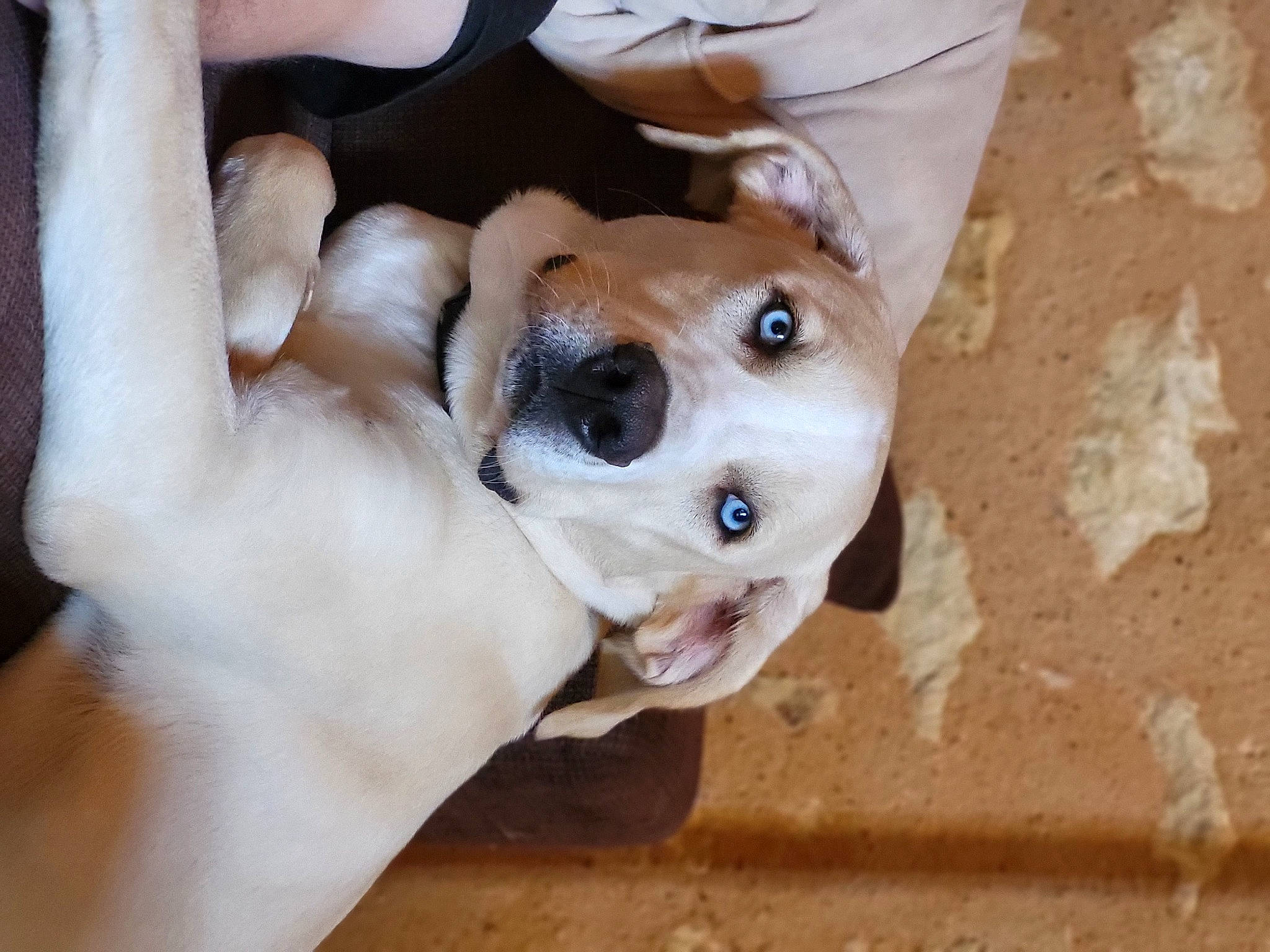 Ulysse a rejoint le concours — aidez-le/la à gagner de superbes lots ! canidae, carnivore, collar, companion_dog, dog, dog_breed, dog_collar, dog_supply, ear, fawn, fur, paw, pet_supply, puppy_love, snout, sporting_group, street_dog, whiskers, wood, working_animal