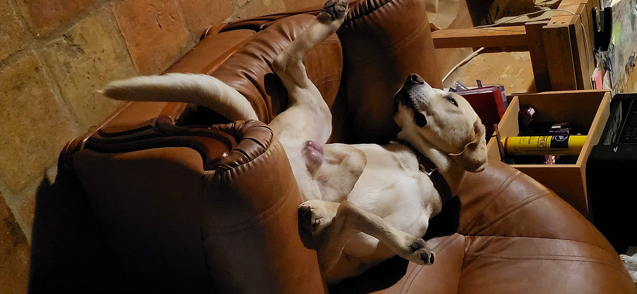 Ulysse participe au concours pour gagner de l'argent avec cette photo : art, auto_part, canidae, car_seat, carnivore, comfort, companion_dog, couch, dog, dog_breed, fawn, felidae, foot, fur, guard_dog, human_leg, personal_luxury_car, shipping_box, steering_wheel, working_animal