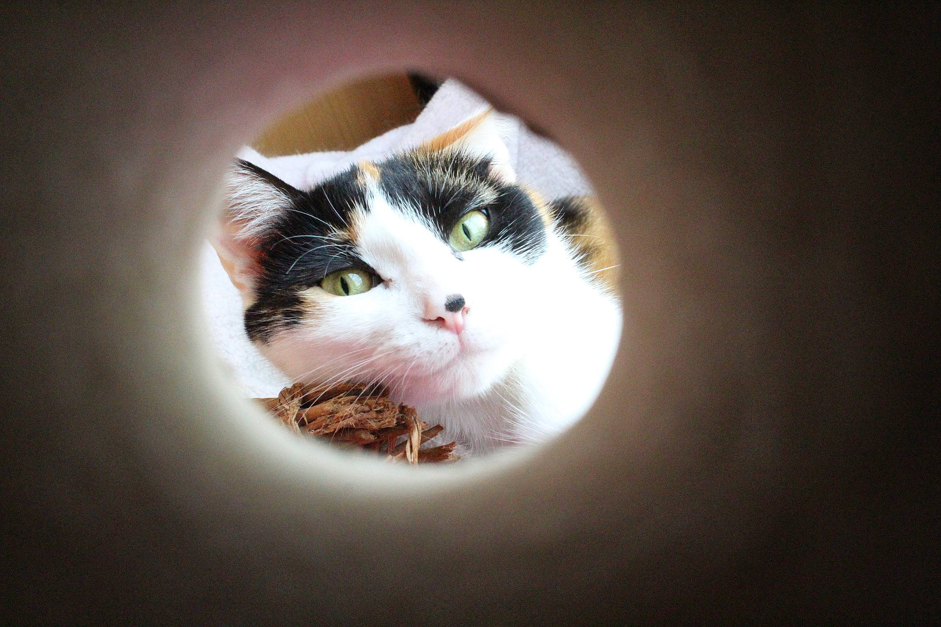 Zazie participe au concours pour gagner de l'argent avec cette photo : aegean_cat, american_wirehair, carnivore, cat, domestic_short_haired_cat, european_shorthair, eye, felidae, fur, kitten, nose, photography, small_to_medium_sized_cats, turkish_van, whiskers