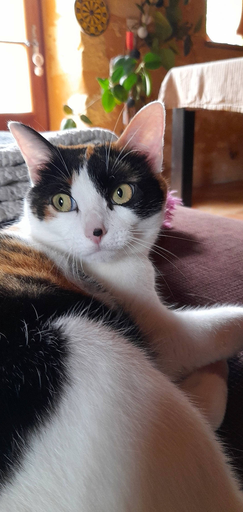 Zazie a rejoint le concours — aidez-le/la à gagner de superbes lots ! carnivore, cat, claw, comfort, domestic_short_haired_cat, felidae, fur, houseplant, paw, plant, small_to_medium_sized_cats, snout, tail, tree, whiskers, window